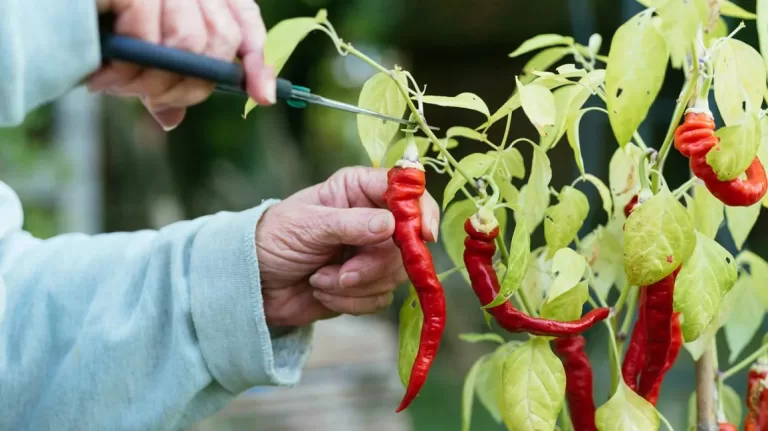A look at the surprising health benefits of cayenne peppers for men